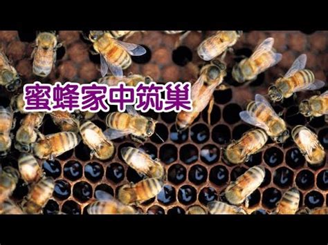 蜜蜂 飛進家裡|5個方法趕走黃蜂和蜜蜂：專家教你如何安全應對